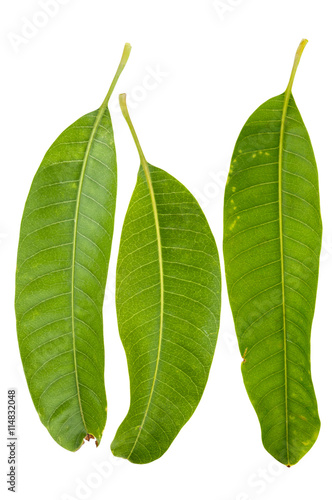 Various angles of mango leaves