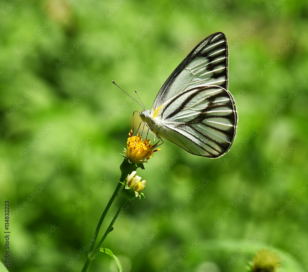Butterfly White and Black on flower in the garden Butterfly White and Black on flower in the garden