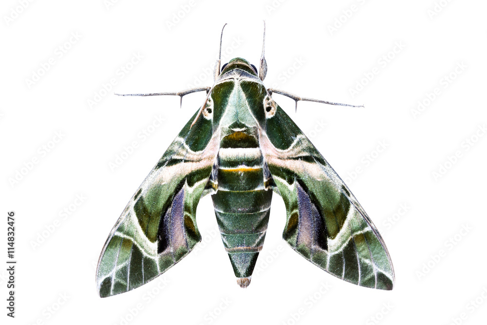 Naklejka premium moth on white background