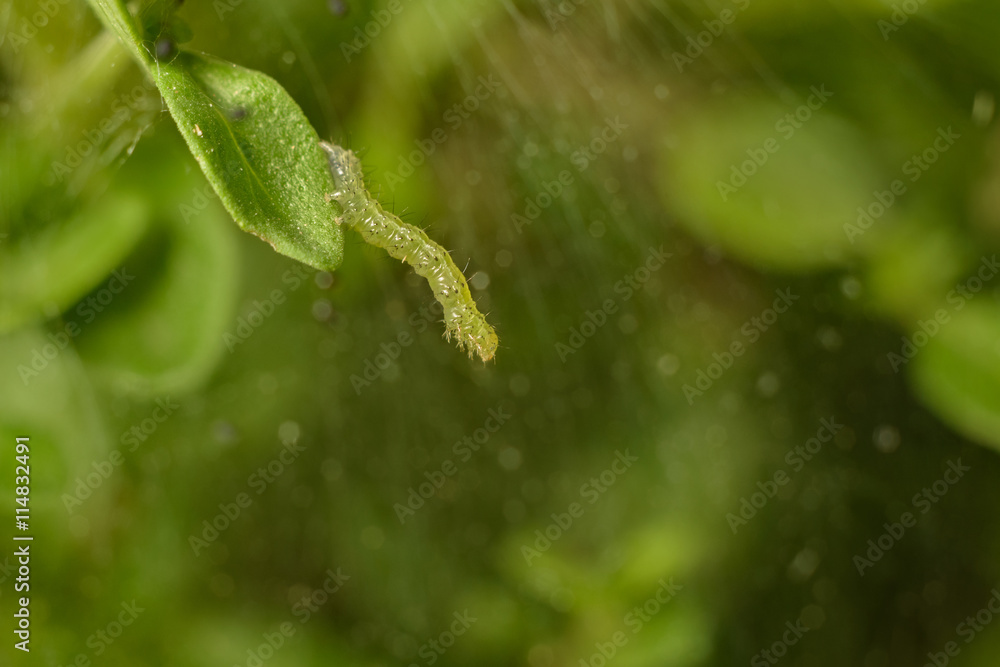 caterpillar captured in spider web macro image caterpillar captured in spider web macro image
