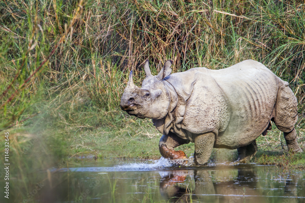 Fototapeta premium Greater One-horned Rhinoceros in Bardia national park, Nepal