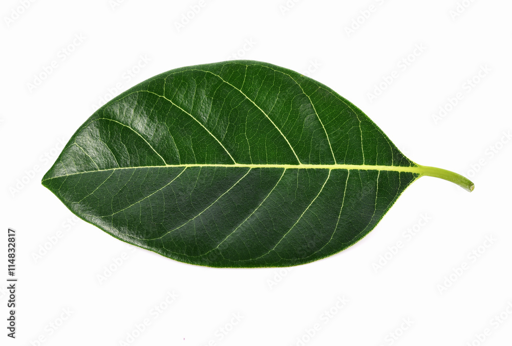 Obraz premium Jackfruit leaves on white background