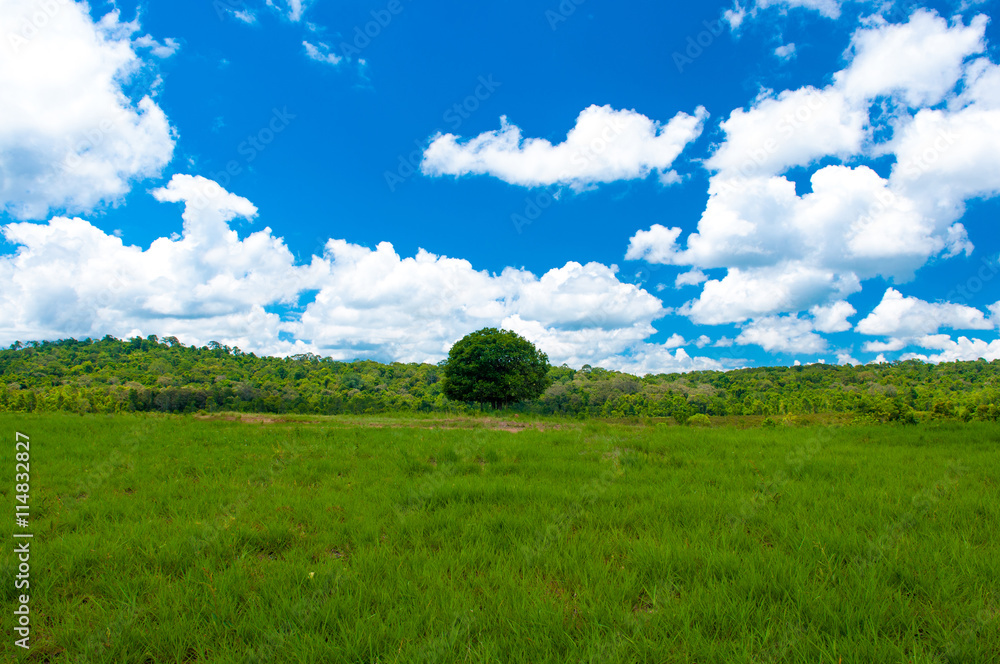 Nature background with tree and sky.