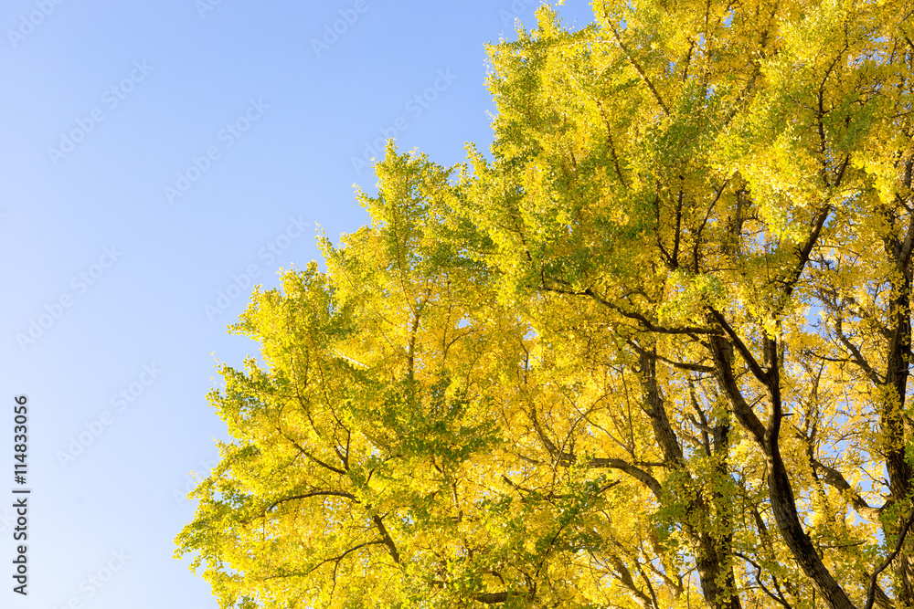 Fototapeta premium 秋のイチョウと青空