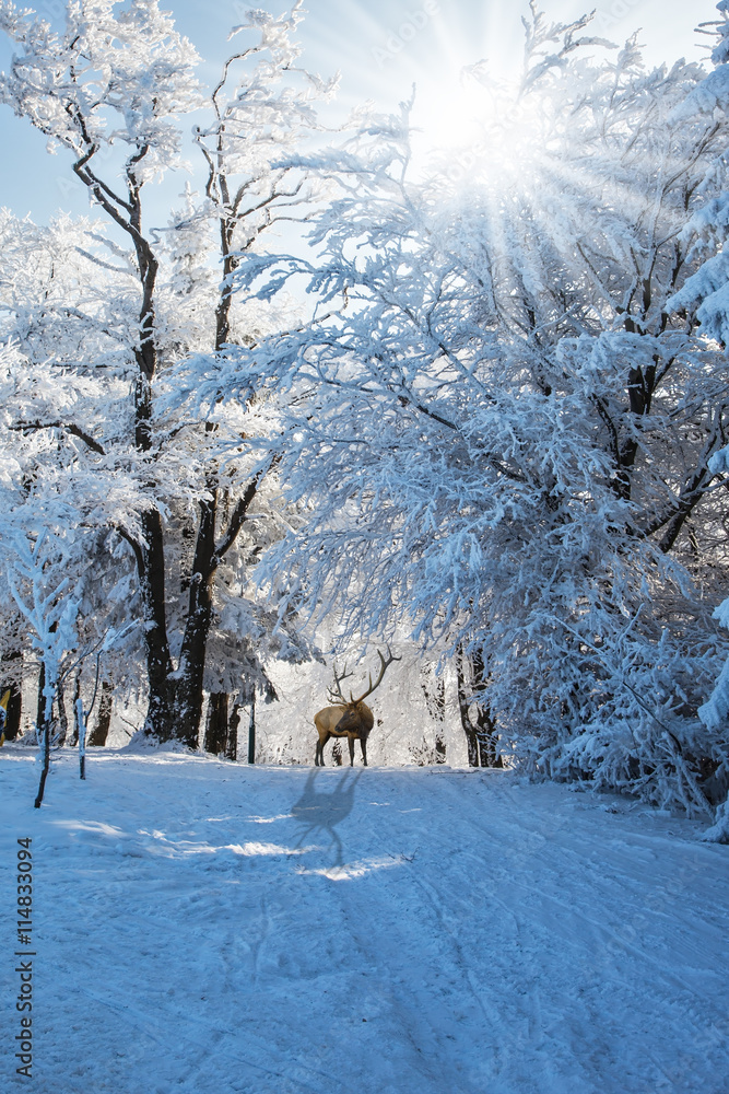 Red deer went for walk Red deer went for walk