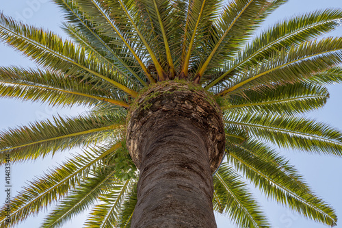 palm tree with trunck and leafs © sytnik