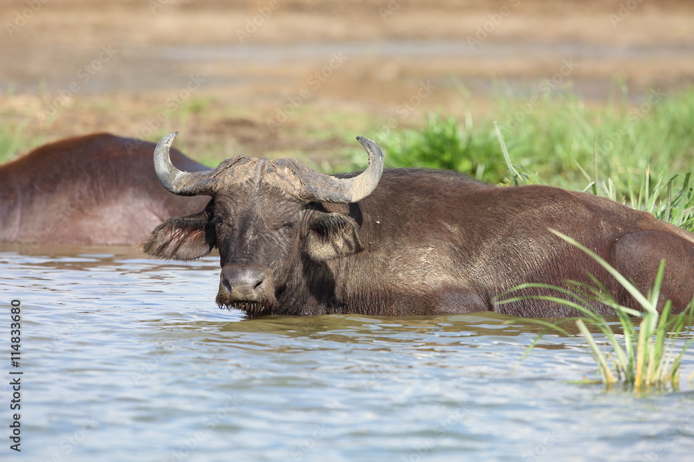 African buffalo (Syncerus caffer) in Queen Elizabeth National Park, Uganda
African buffalo (Syncerus caffer) in Queen Elizabeth National Park, Uganda
