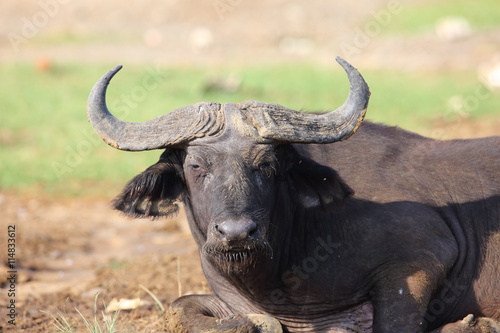 African buffalo (Syncerus caffer) in Queen Elizabeth National Park, Uganda