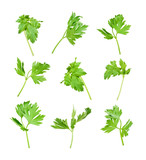 Set of the isolated green fresh parsley's leaf