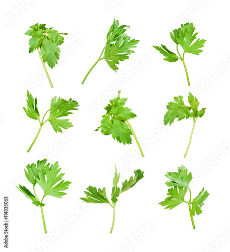 Set of the isolated green fresh parsley's leaf