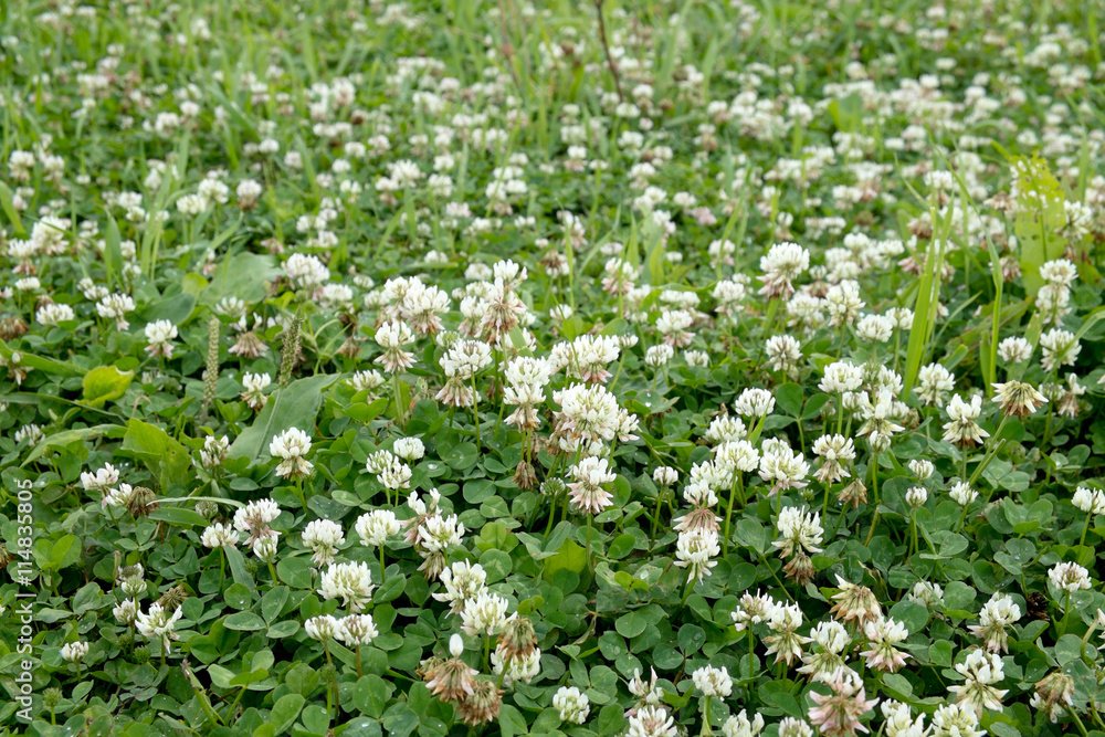 flowers on the lawn of green grass flowers on the lawn of green grass