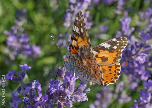 Painted Lady butterfly on lavender flower
