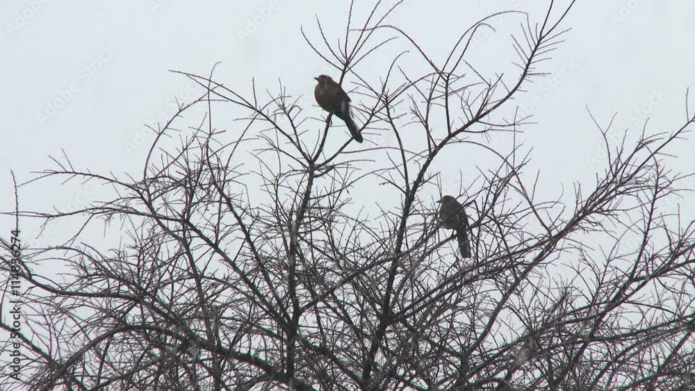 Two robins perched in bare branches as sleety drops fall Two robins perched in bare branches as sleety drops fall