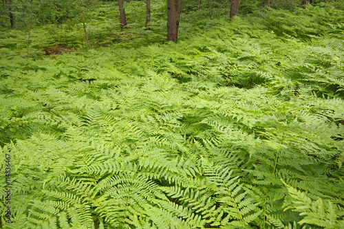 Eagle ferns foliage