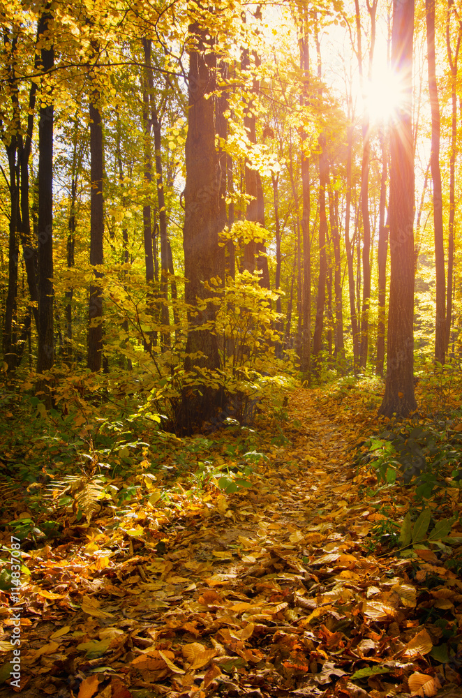 Obraz premium Beautiful golden autumn landscape