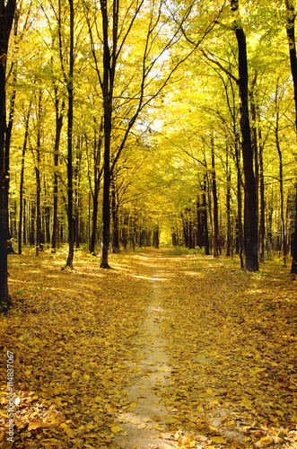 Pathway through the autumn forest