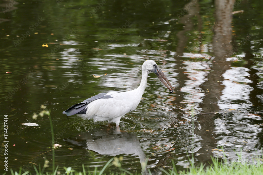 Egret or Pelicans standing in the pond. Egret or Pelicans standing in the pond.
