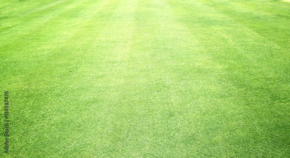 green lawn background