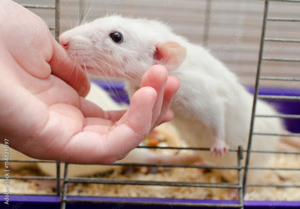 Curious white rat looking out of a cage and a human hand (selective focus  on the fingers and rat nose) Stock Photo | Adobe Stock