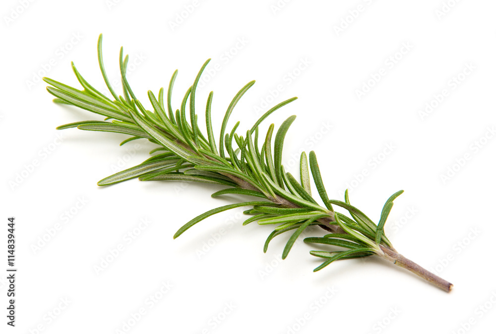 Fototapeta premium Twig of rosemary on a white background