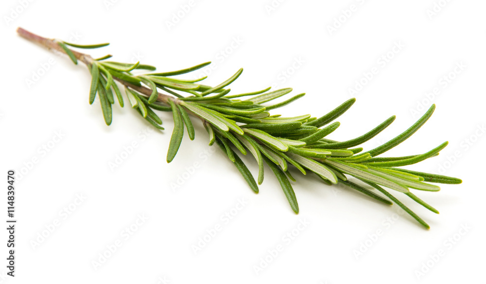 Twig of rosemary on a white background