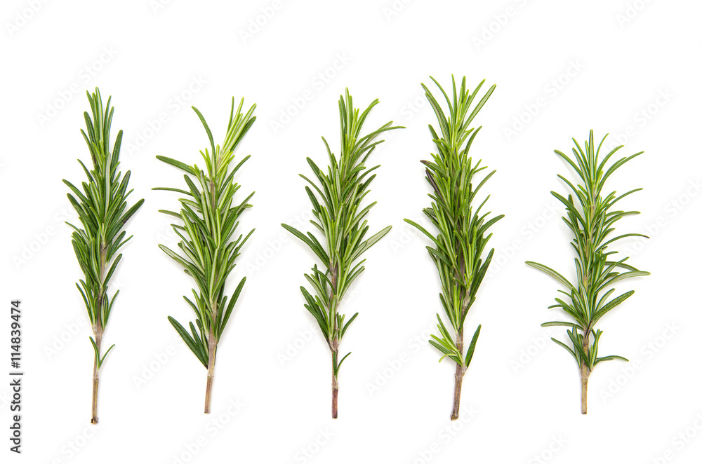 set of fresh rosemary on a white background set of fresh rosemary on a white background