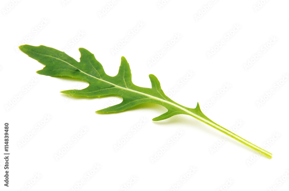 Green arugula leaf isolated on white Green arugula leaf isolated on white