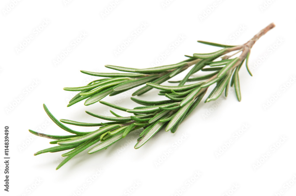 Twig of rosemary on a white background Twig of rosemary on a white background