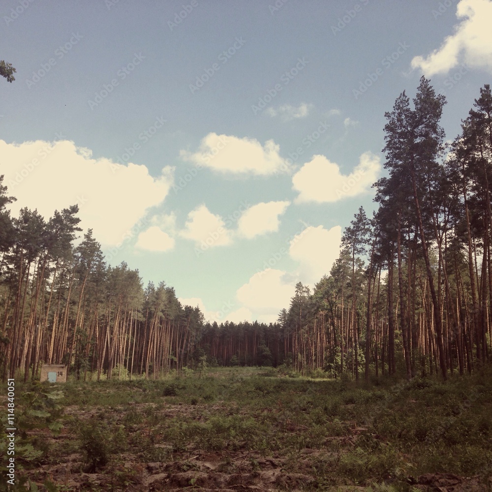 Obraz premium tall trees in the forest 