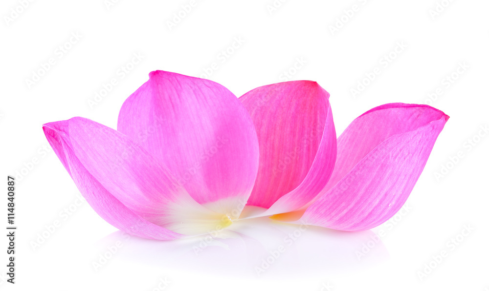 petal lotus flower on white background
