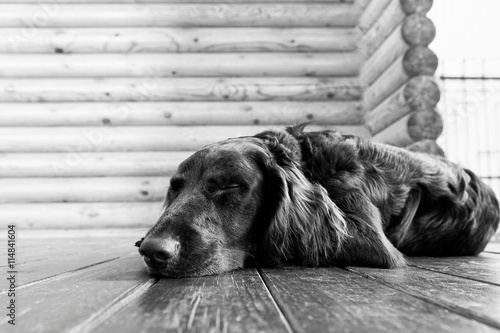 Dog breed Wachtelhund asleep lying on the wooden floor against blurred background of log wall. photo