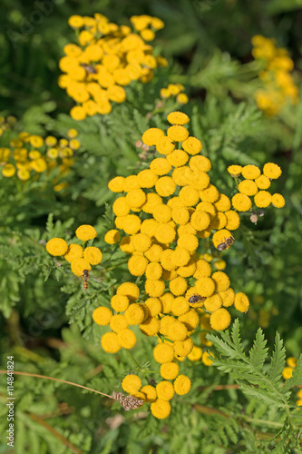 Rainfarn  Tanacetum vulgare