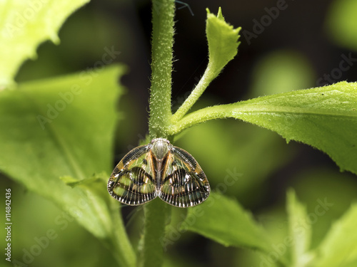 Planthopper,Euricania ocellus