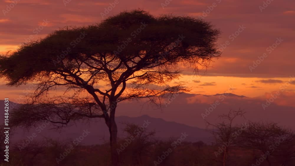 Acacia tree at sunset on the Serengeti, Tanzania Acacia tree at sunset on the Serengeti, Tanzania