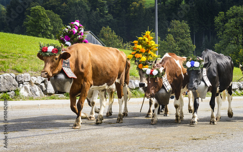 transhumance event in Charmey
