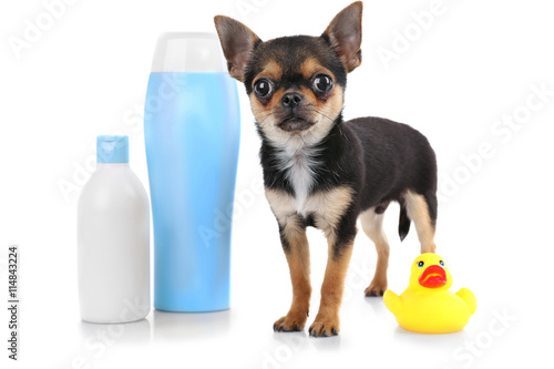 Chihuahua puppy and shampoo bottle isolated on white © Africa Studio