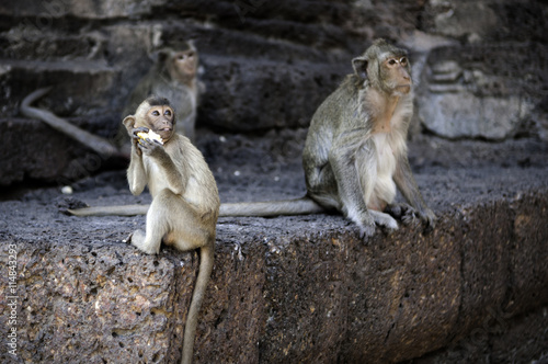 monkey in front of temple in Lopburi © stockphotopluak