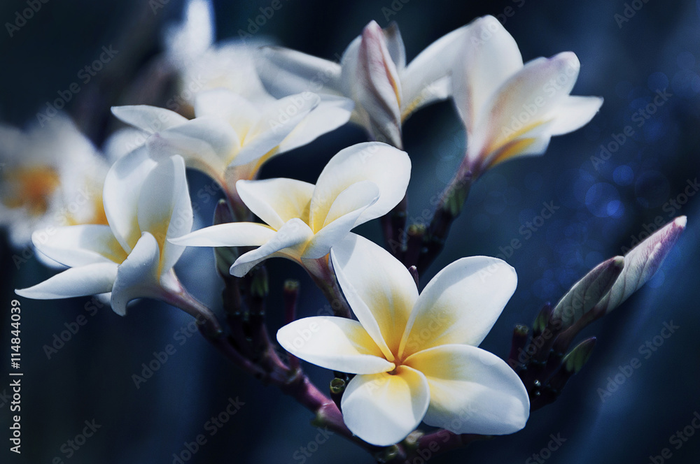 Fototapeta premium flower design black Vintage beautiful flowers made with color f