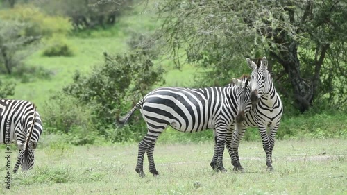 Zebras touching and hugging