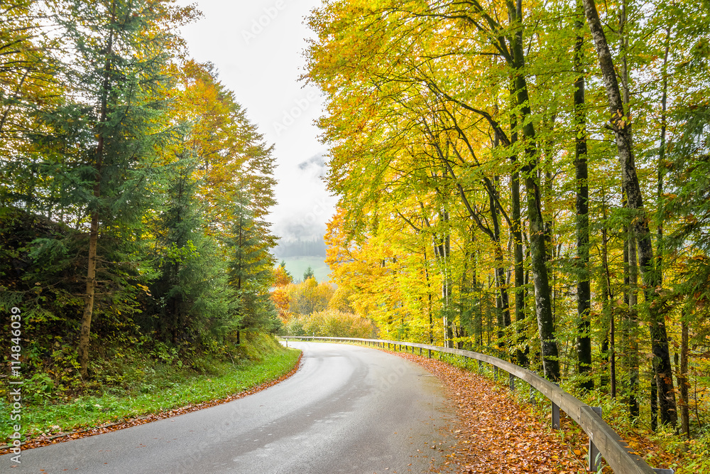 Road Through Autumn Forest