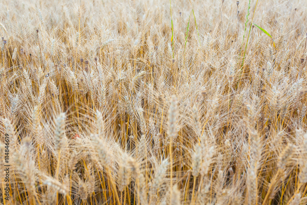 Fototapeta premium Wheat field background