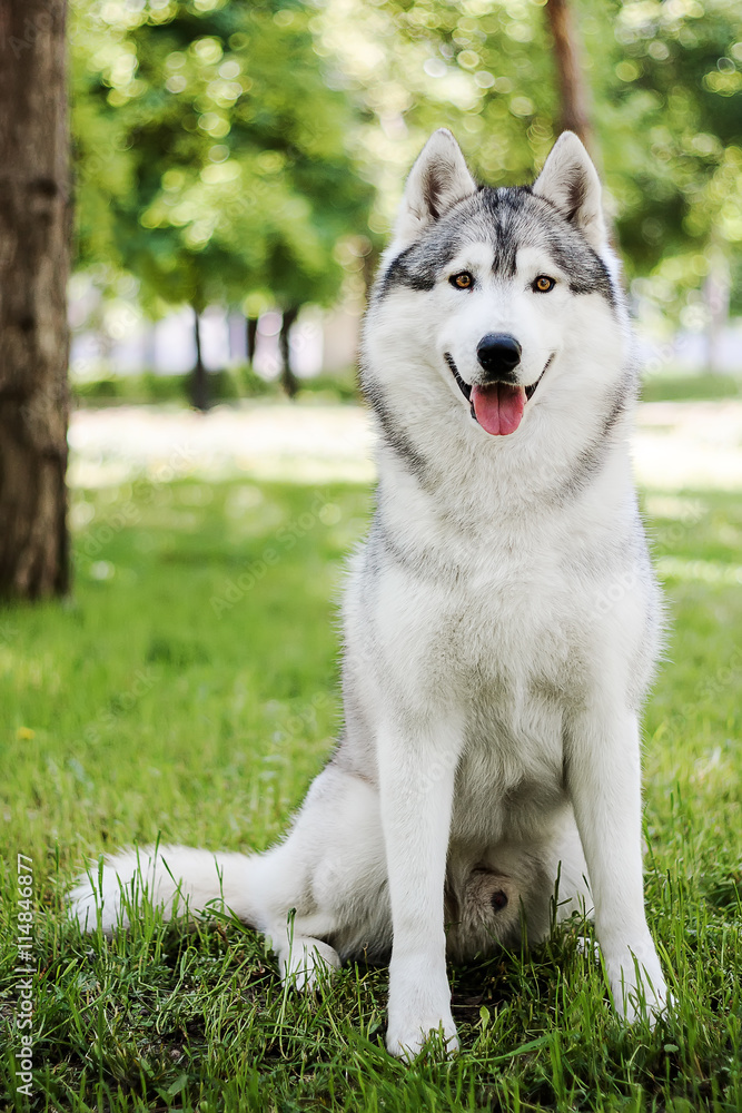 Siberian husky Siberian husky