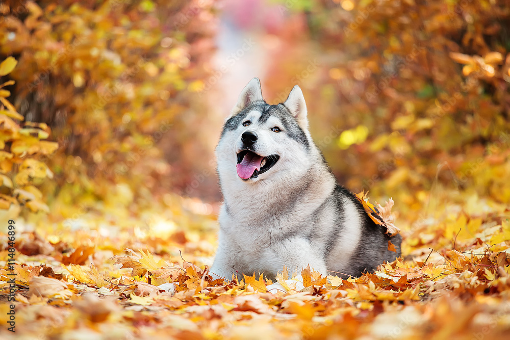 Siberian Husky lying