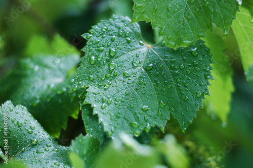Grape leaves