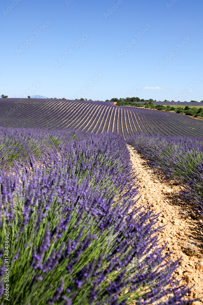 lavandes en provence