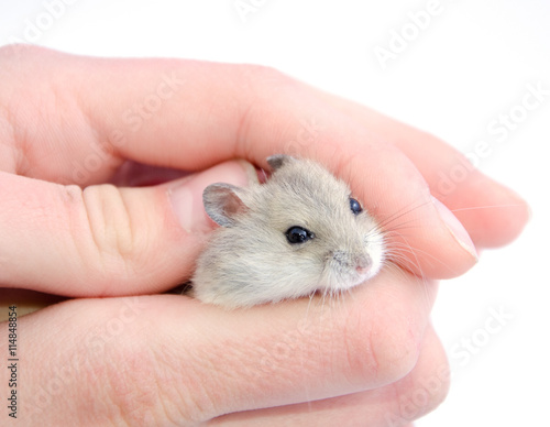 Tiny hamster hiding in human hands (selective focus on the hamster eyes) isolated on white