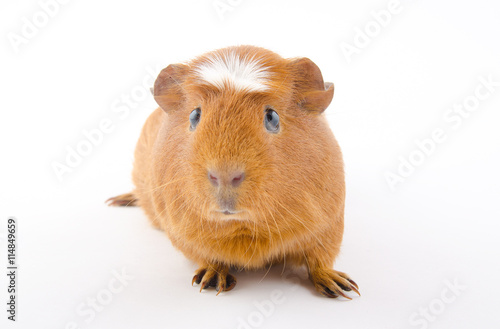 Funny-looking American crested guinea pig (isolated on white), selective focus on the guinea pig eyes