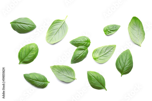 Basil leaves  isolated on white