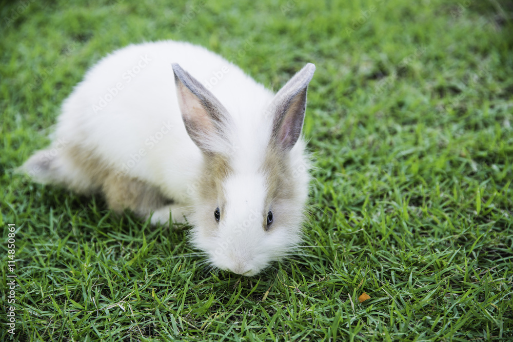 Cottontail bunny rabbit eating grass in the garden Cottontail bunny rabbit eating grass in the garden