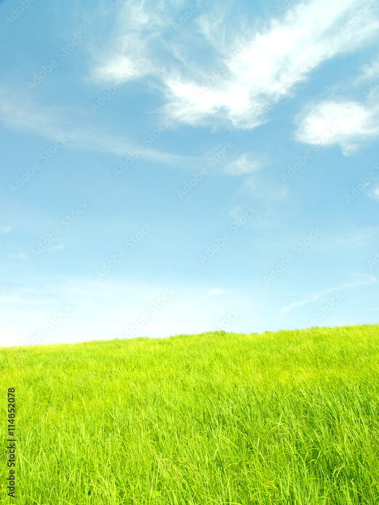 夏の江戸川土手風景